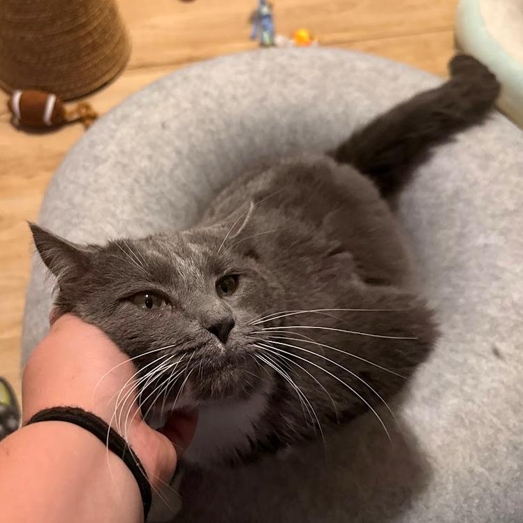 Enlarge Bart, a ADOPTABLE Domestic Short Hair in Indianapolis, IN image 4/6