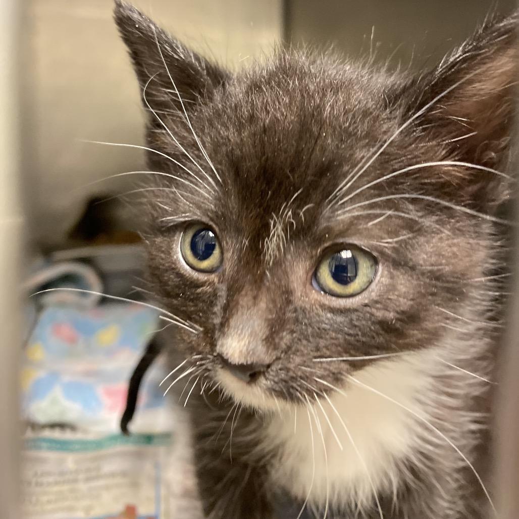 Enlarge Speck, a Adoptable Domestic Short Hair in Elizabeth City, NC image 1/1