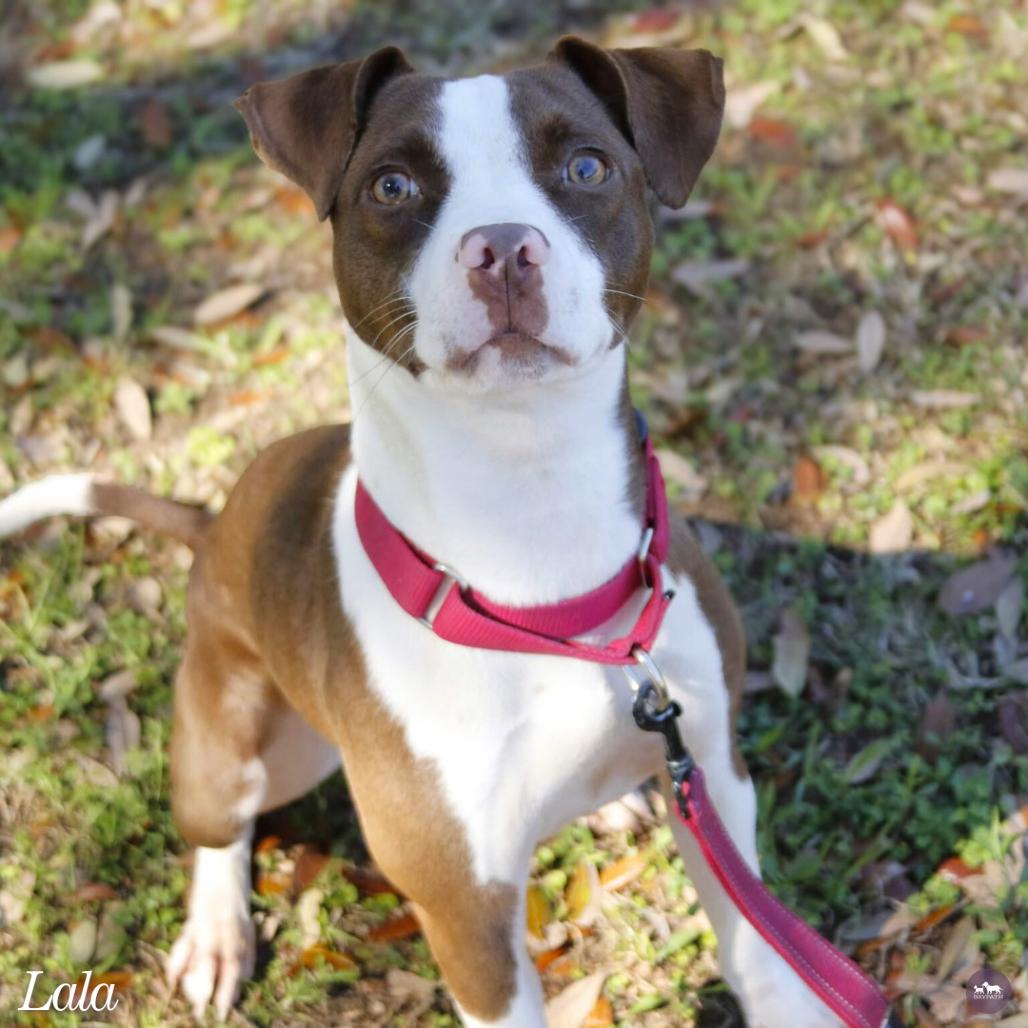 Lala, Adoptable, Young Female Mixed Breed.