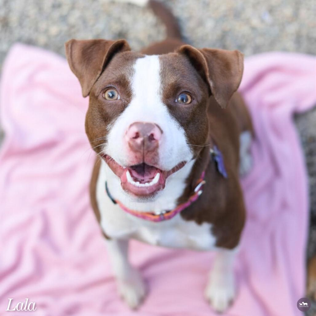 Enlarge Lala, a Adoptable Mixed Breed in Hopkinton, MA image 2/2