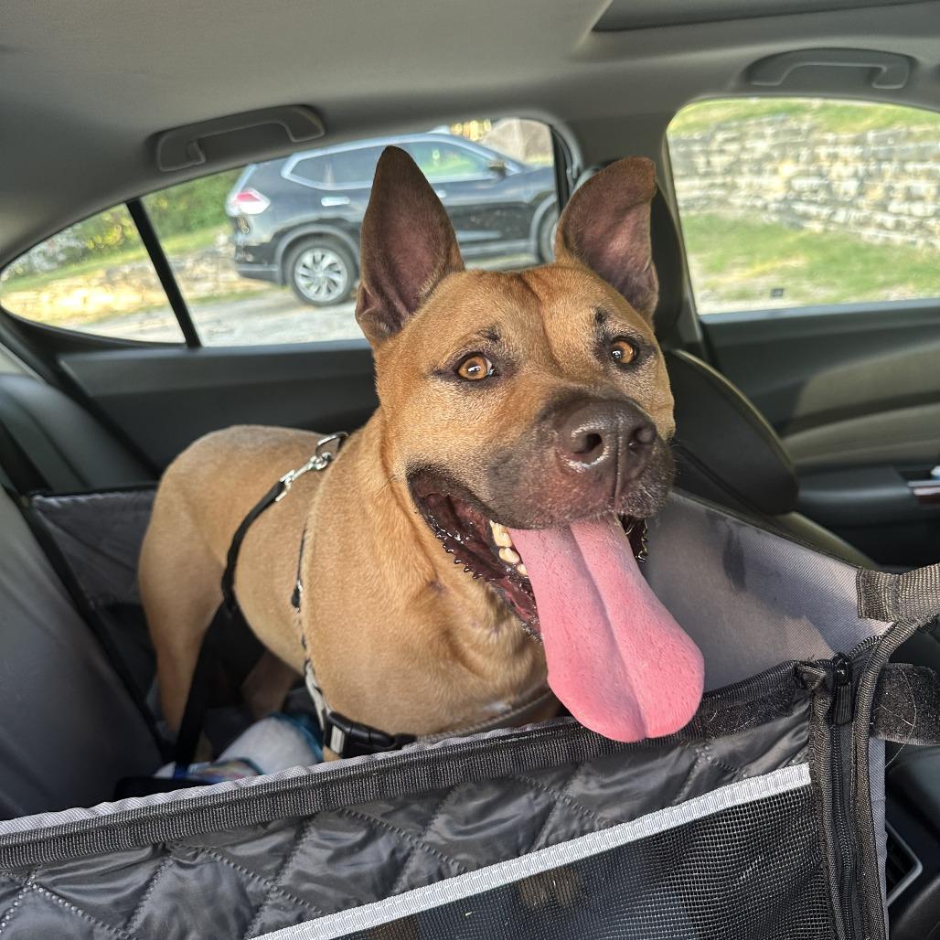 Scooby — thumbnail 2