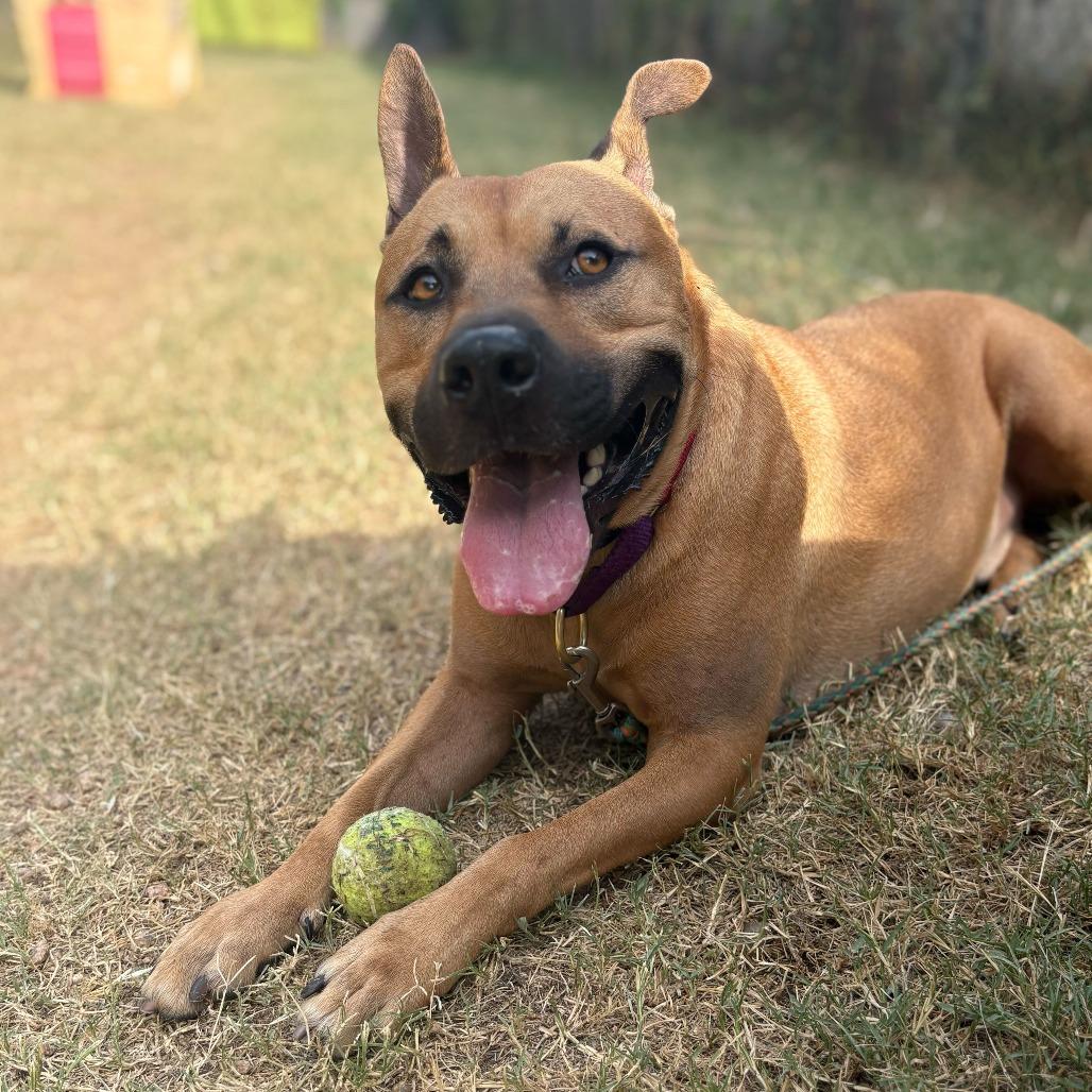 Scooby — thumbnail 3