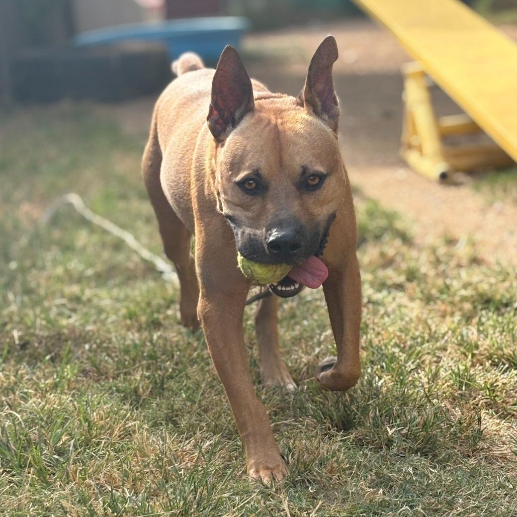 Scooby — thumbnail 4