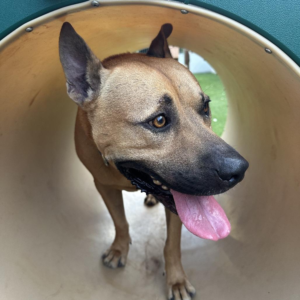 Scooby — thumbnail 5