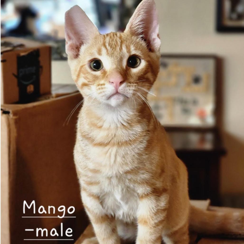 Mango, Adoptable, Young Male Domestic Short Hair.