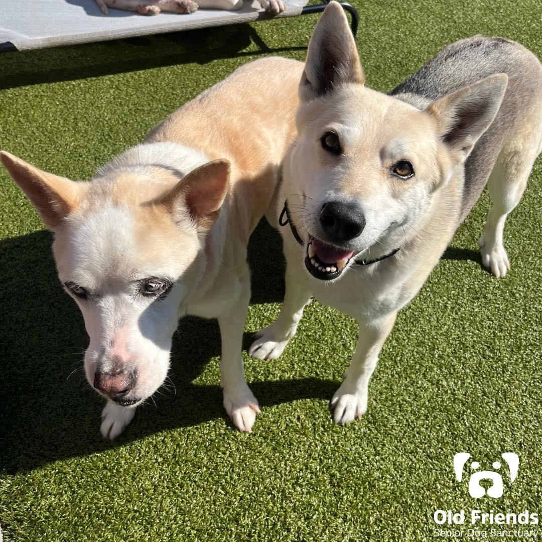 Enlarge Shadow and Spirit, a ADOPTABLE Siberian Husky in Mount Juliet, TN image 1/1