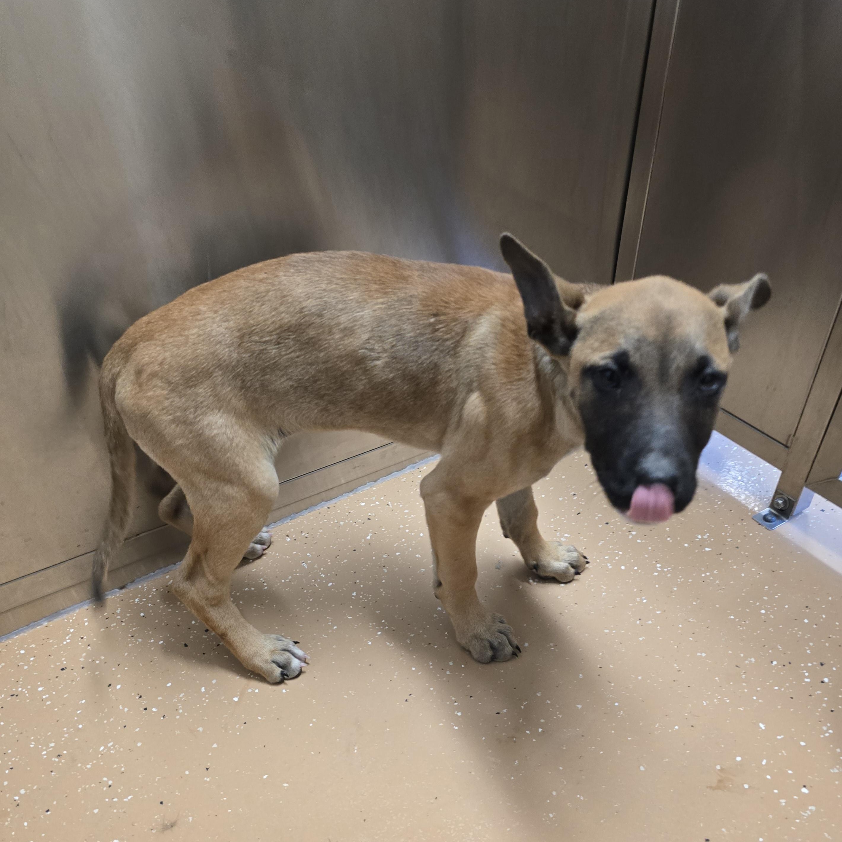 Kali, adoptable, Puppy Female Shepherd.