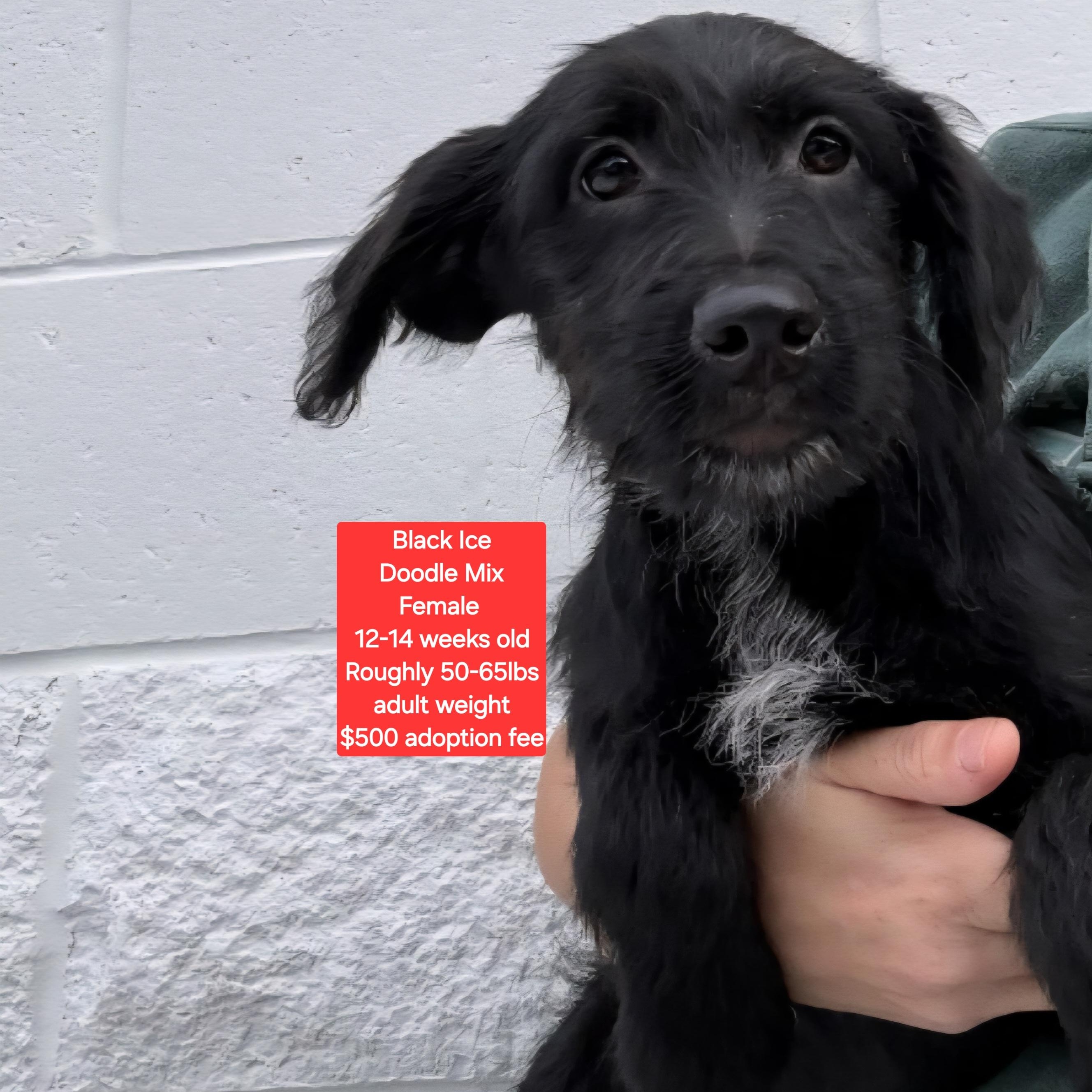 Black Ice thumbnail 2