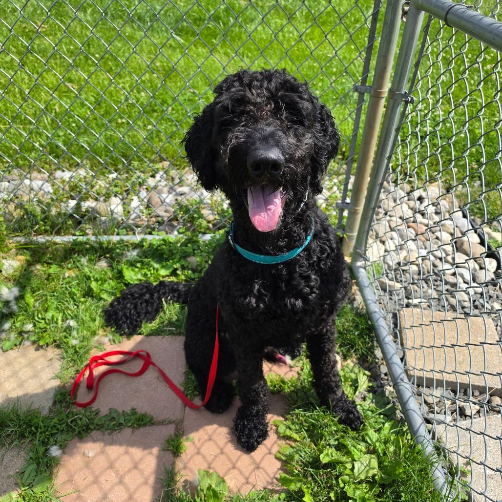Enlarge Marley, a Adoptable mixed breed in Easton, PA image 1/5