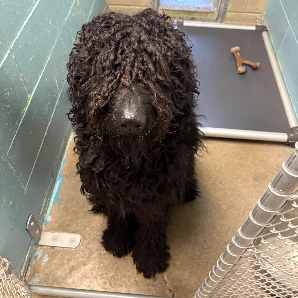 Marley, Adoptable, Adult Male Golden Retriever & Poodle.