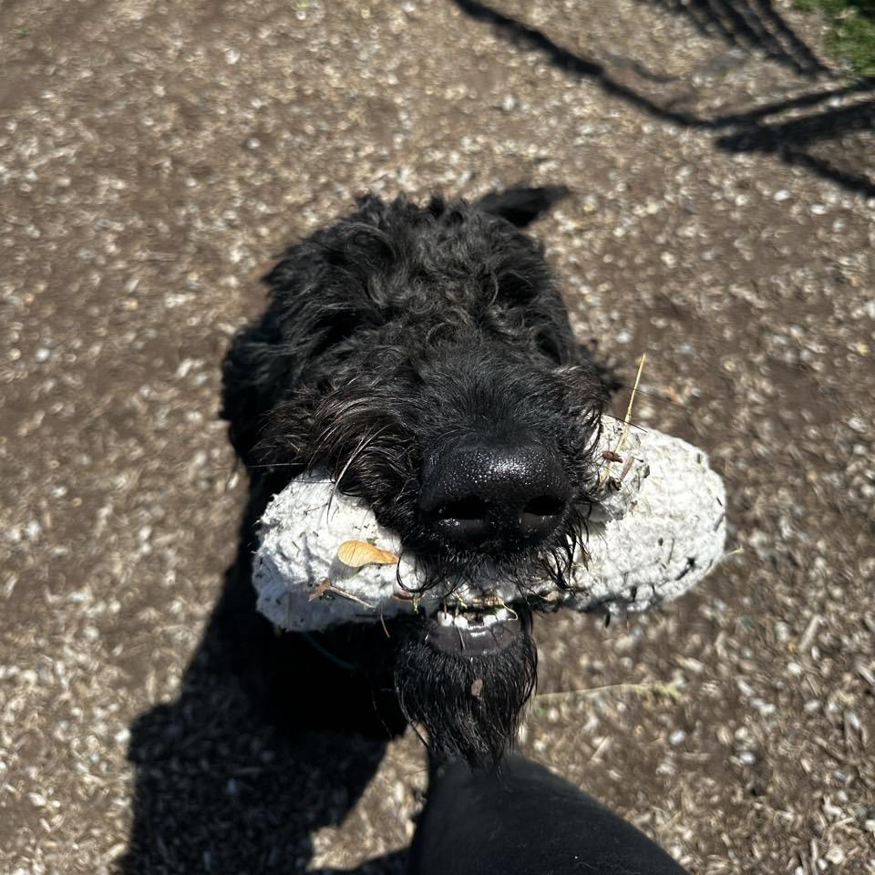 Enlarge Marley, a Adoptable mixed breed in Easton, PA image 4/5