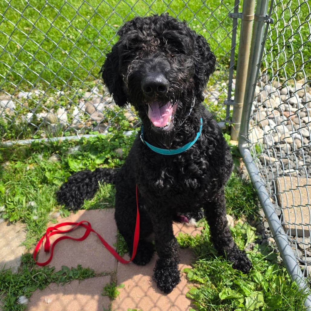 Enlarge Marley, a Adoptable mixed breed in Easton, PA image 5/5
