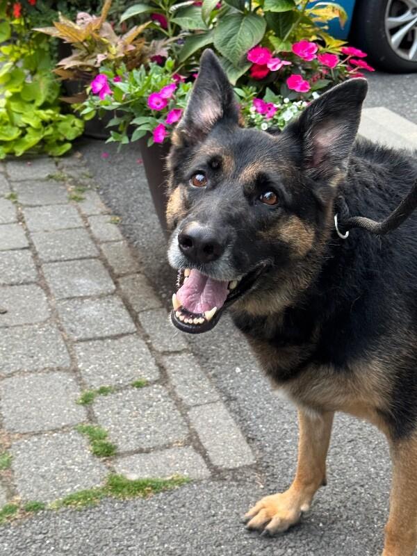 Raven, Adoptable, Adult Female German Shepherd Dog.