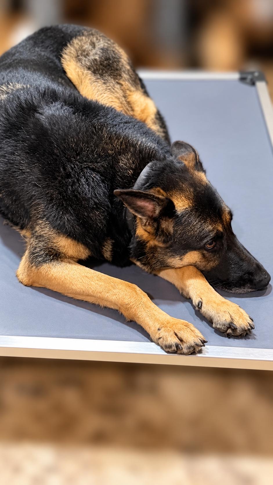 Enlarge Raven, a Adoptable German Shepherd Dog in Seattle, WA image 2/3