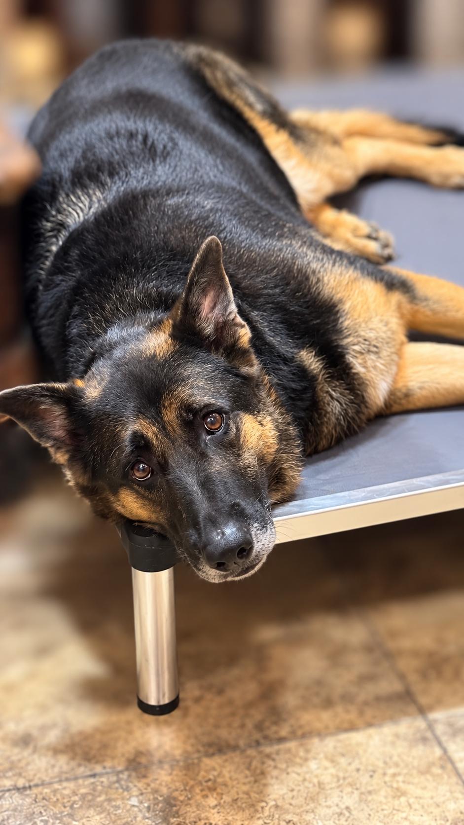 Enlarge Raven, a Adoptable German Shepherd Dog in Seattle, WA image 3/3