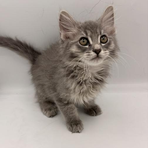 Squash, adopted, Kitten Male Domestic Long Hair.