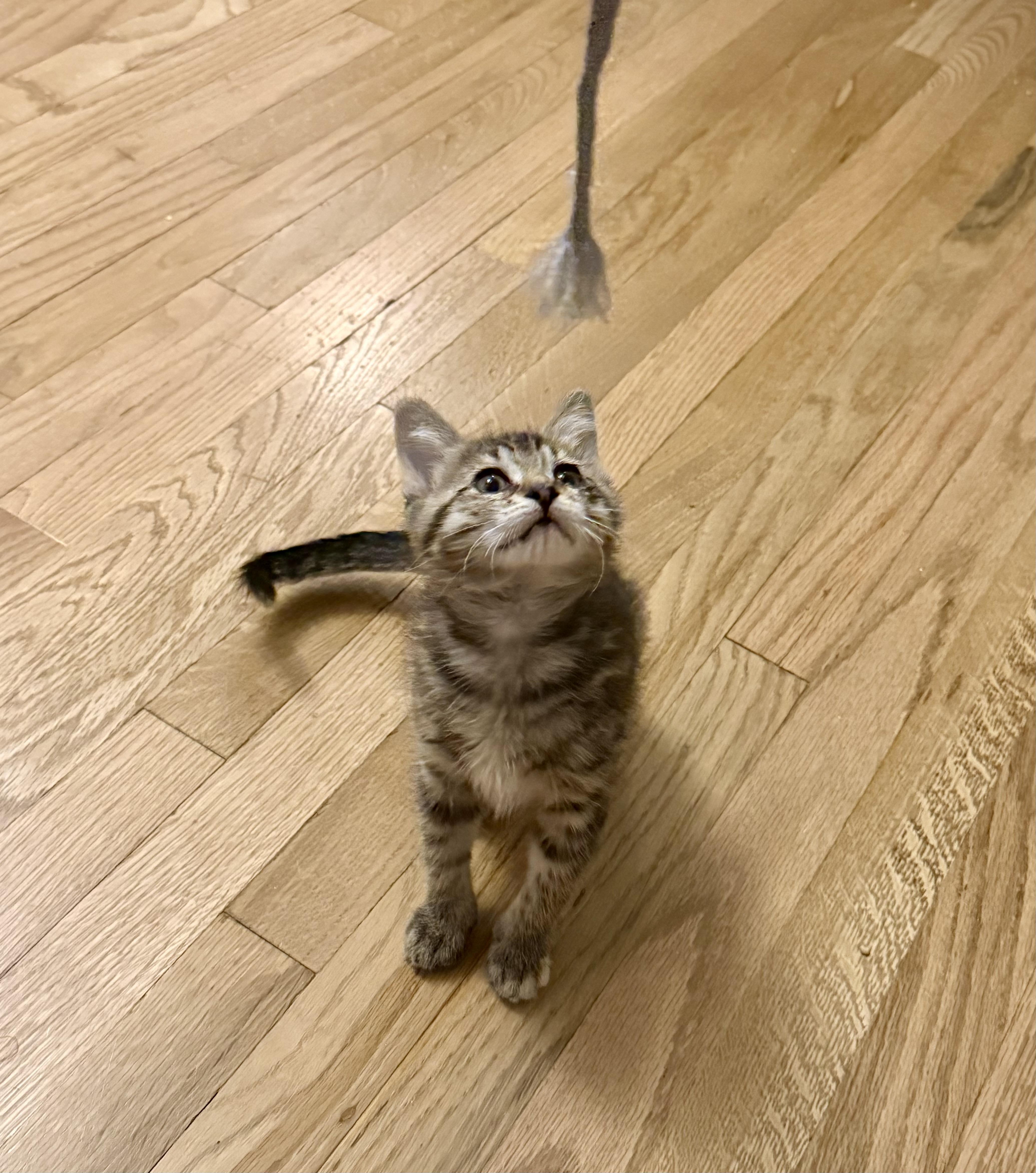 Enlarge Miss Piggy, a Adoptable Domestic Short Hair in Fruit Heights, UT image 1/6
