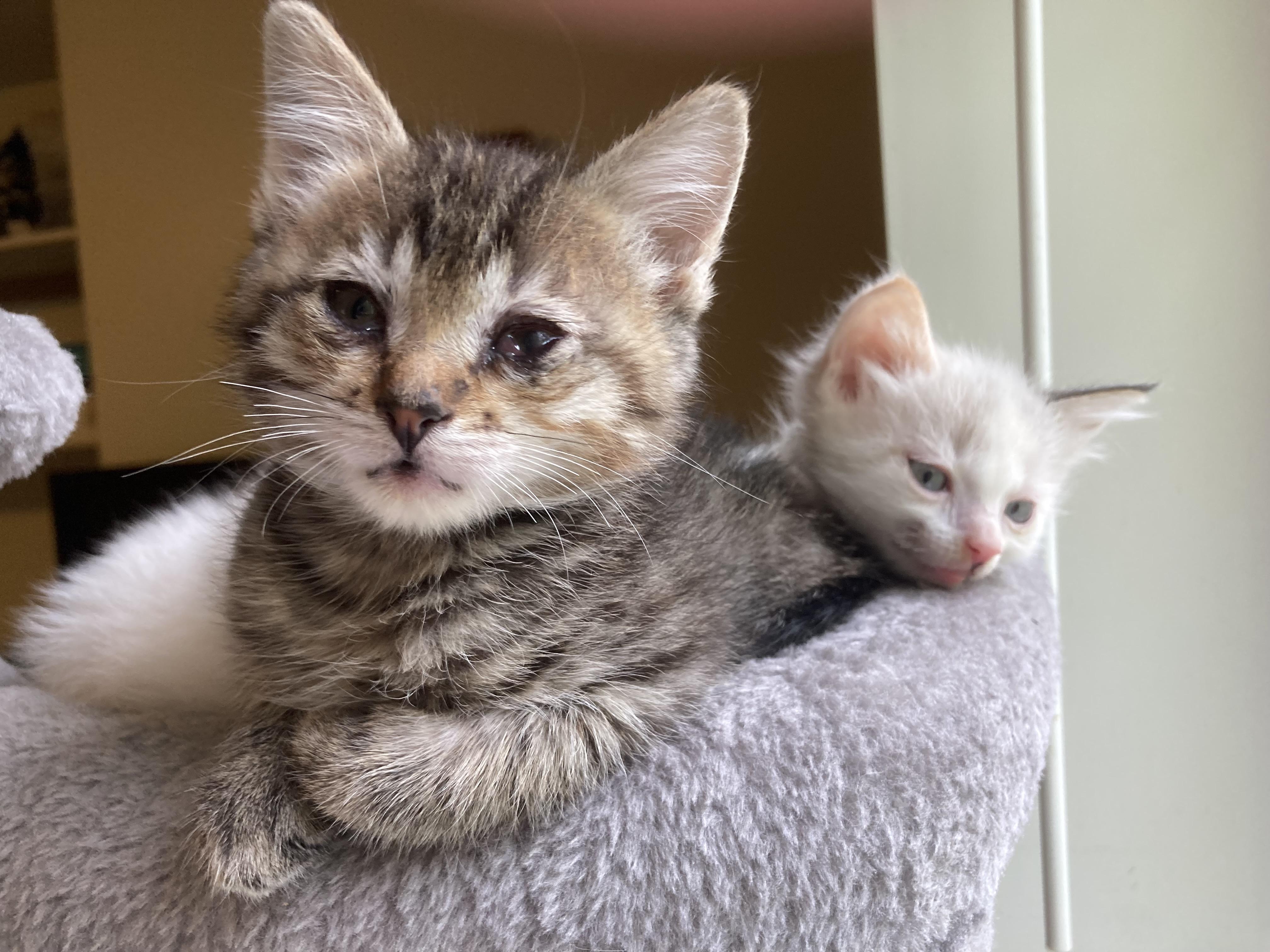 Enlarge Miss Piggy, a Adoptable Domestic Short Hair in Fruit Heights, UT image 2/6