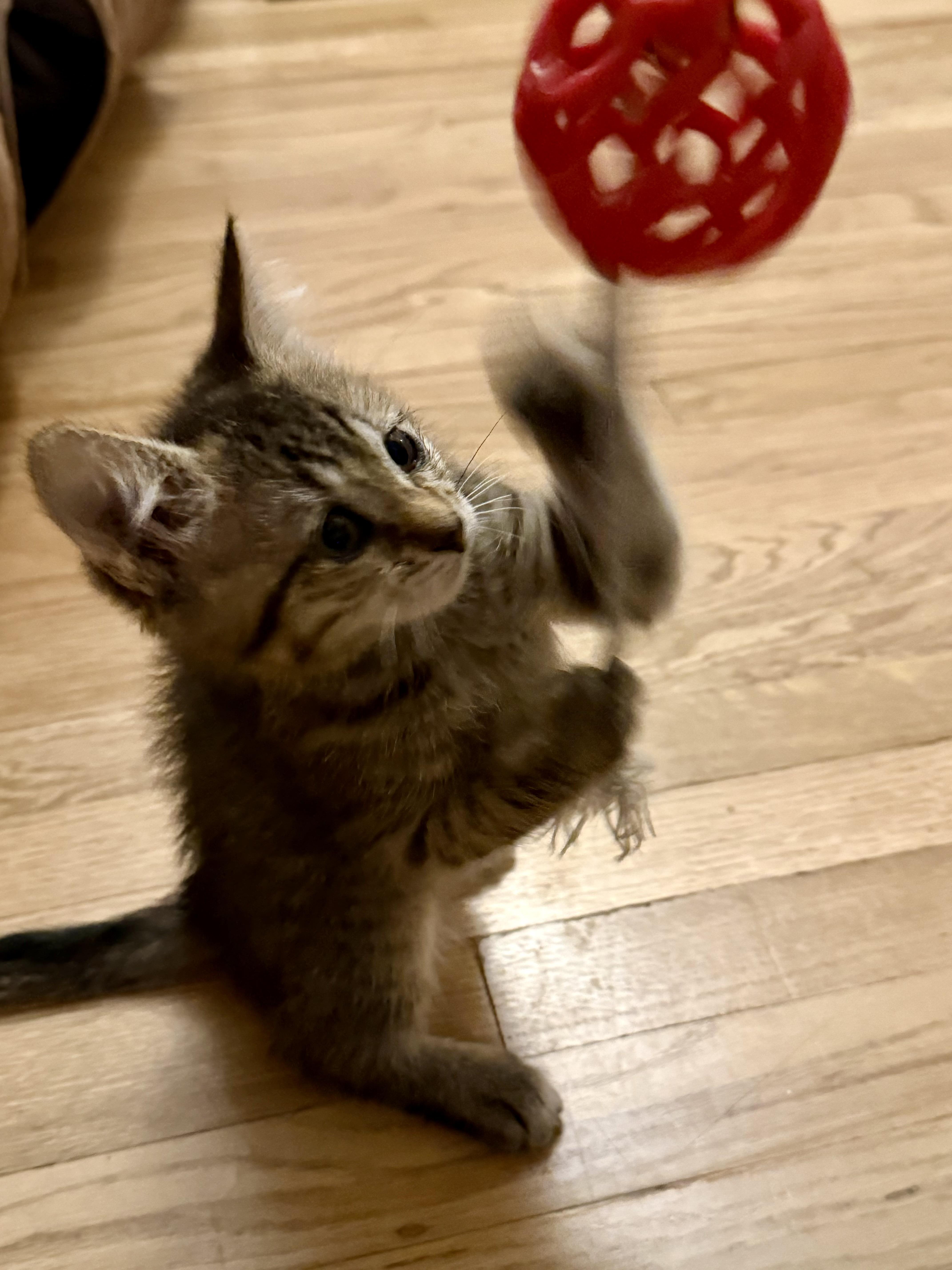 Enlarge Miss Piggy, a Adoptable Domestic Short Hair in Fruit Heights, UT image 3/6