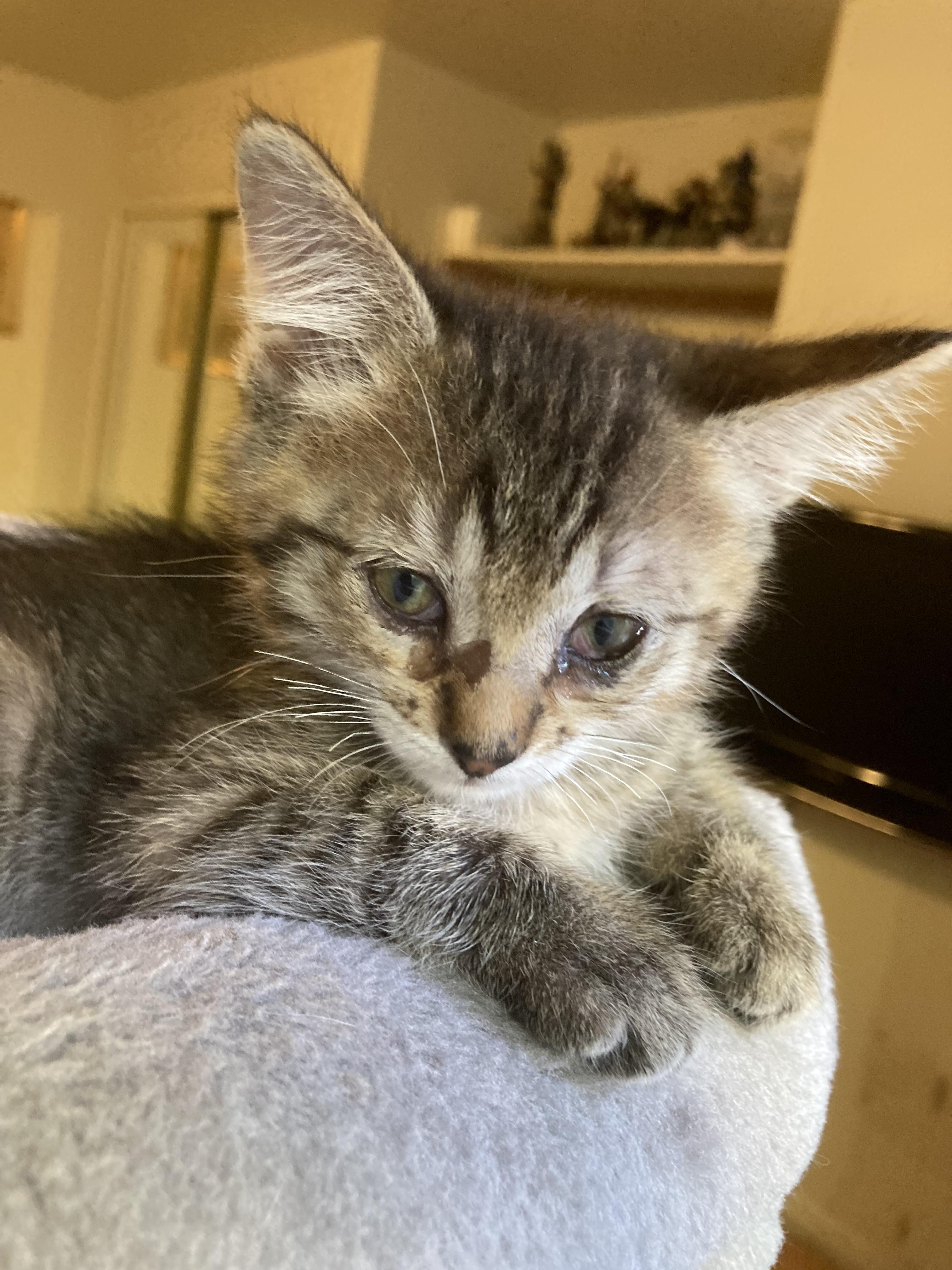 Enlarge Miss Piggy, a Adoptable Domestic Short Hair in Fruit Heights, UT image 4/6