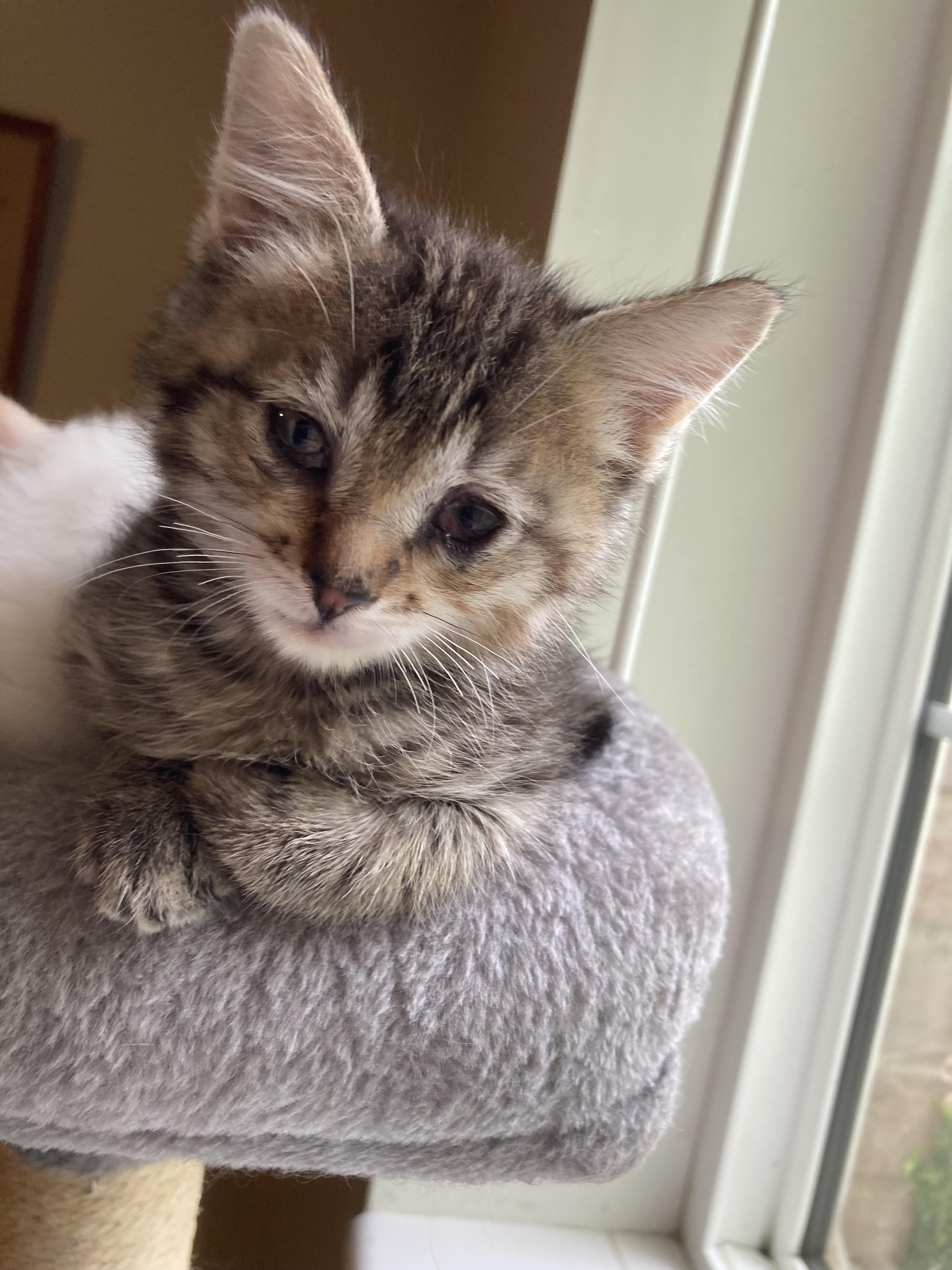 Enlarge Miss Piggy, a Adoptable Domestic Short Hair in Fruit Heights, UT image 5/6