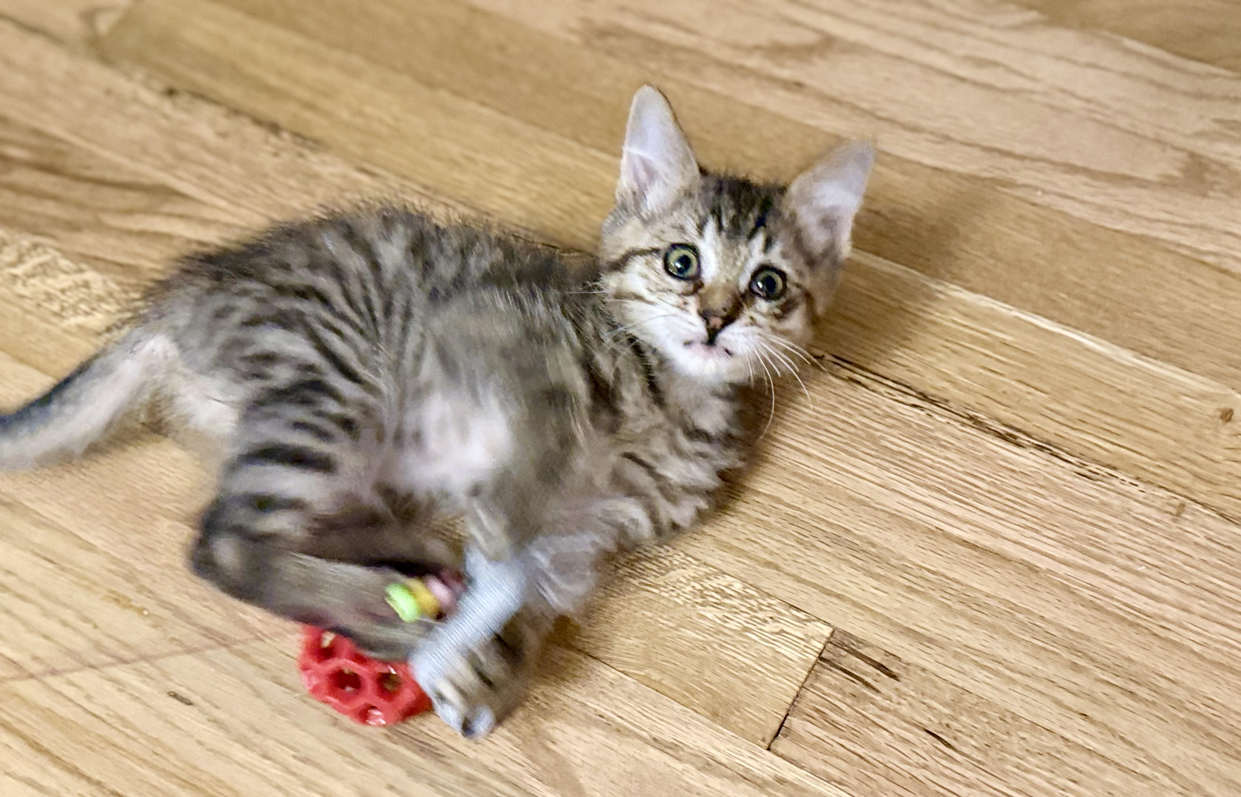 Enlarge Miss Piggy, a Adoptable Domestic Short Hair in Fruit Heights, UT image 6/6