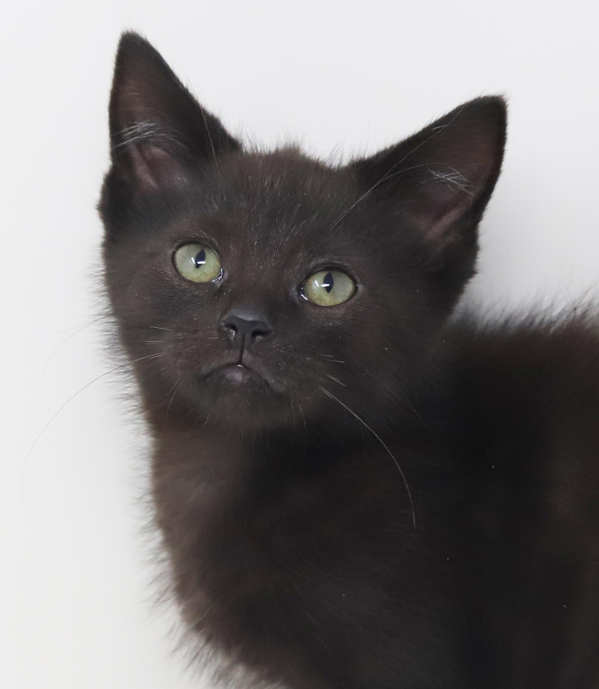 Boo is baby brilliance!  Teeny tiny floofy runt!