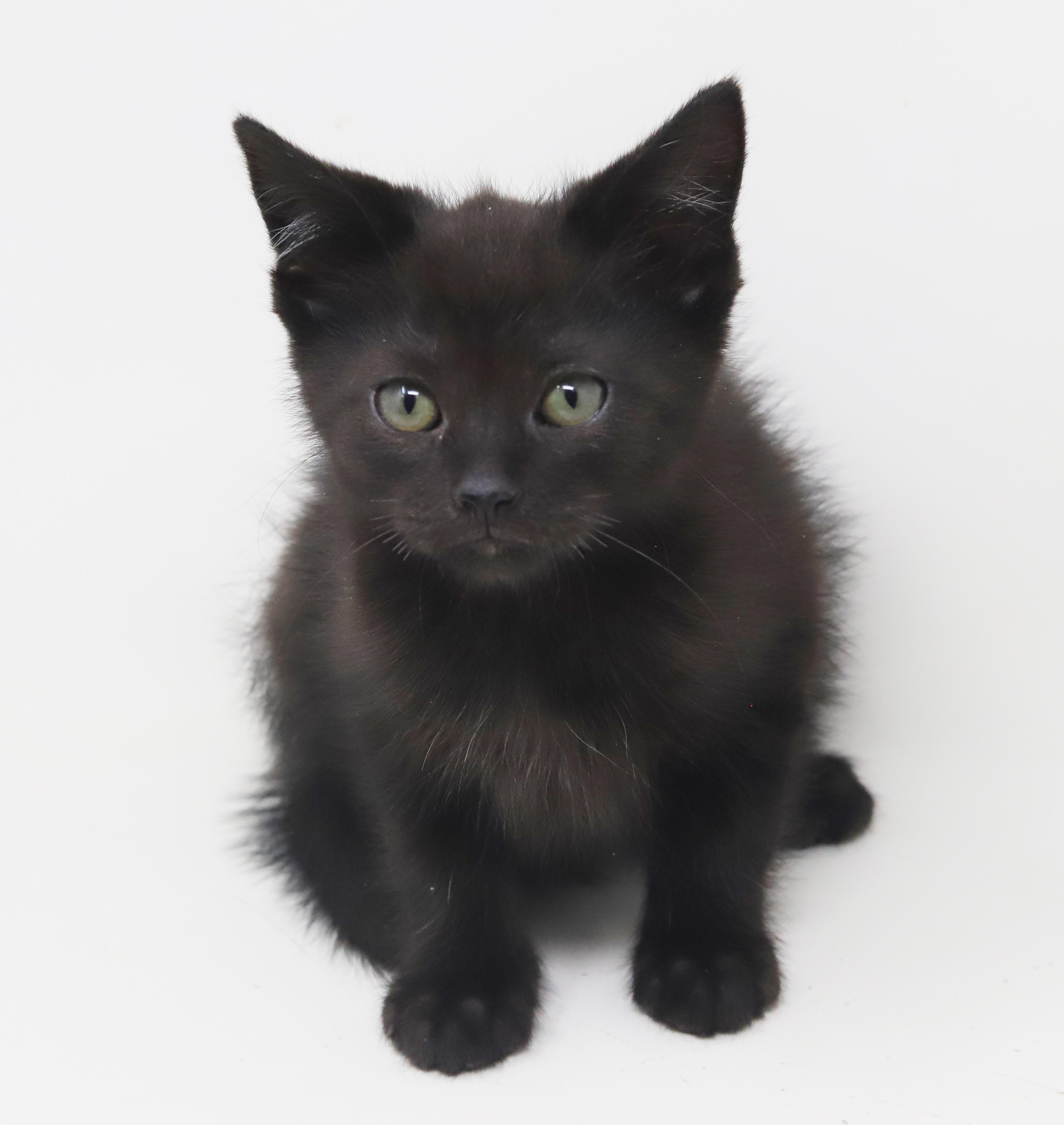 Boo is baby brilliance!  Teeny tiny floofy runt!