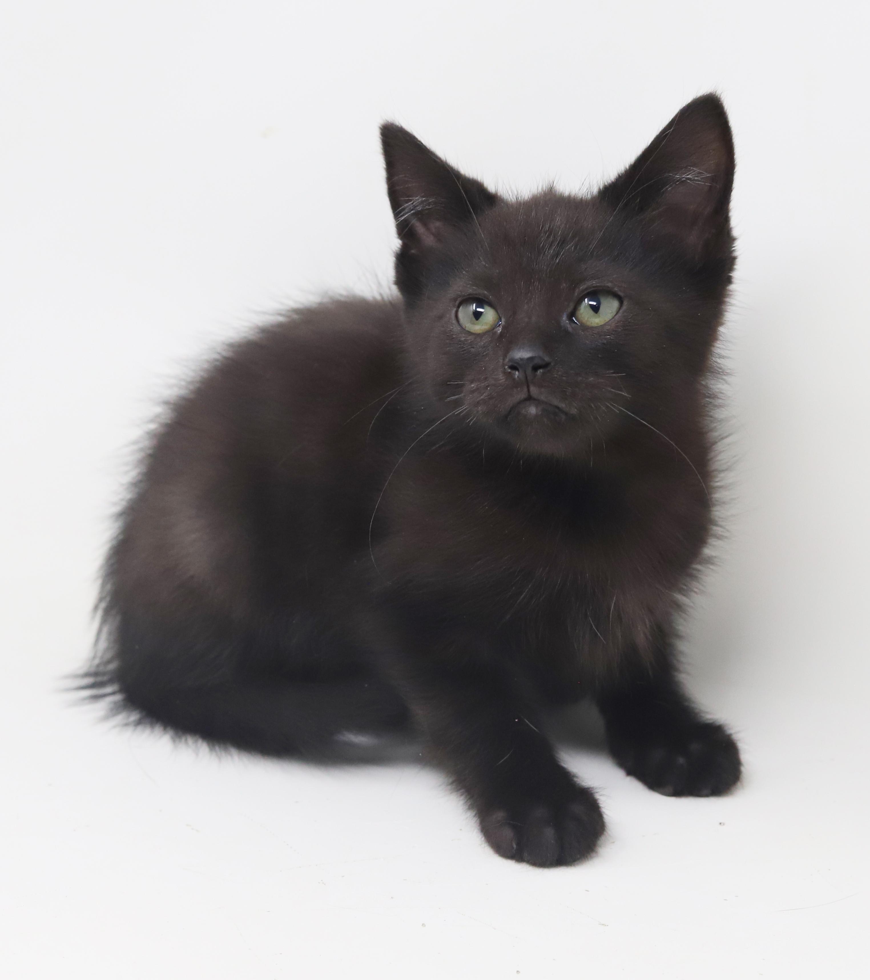 Boo is baby brilliance!  Teeny tiny floofy runt!