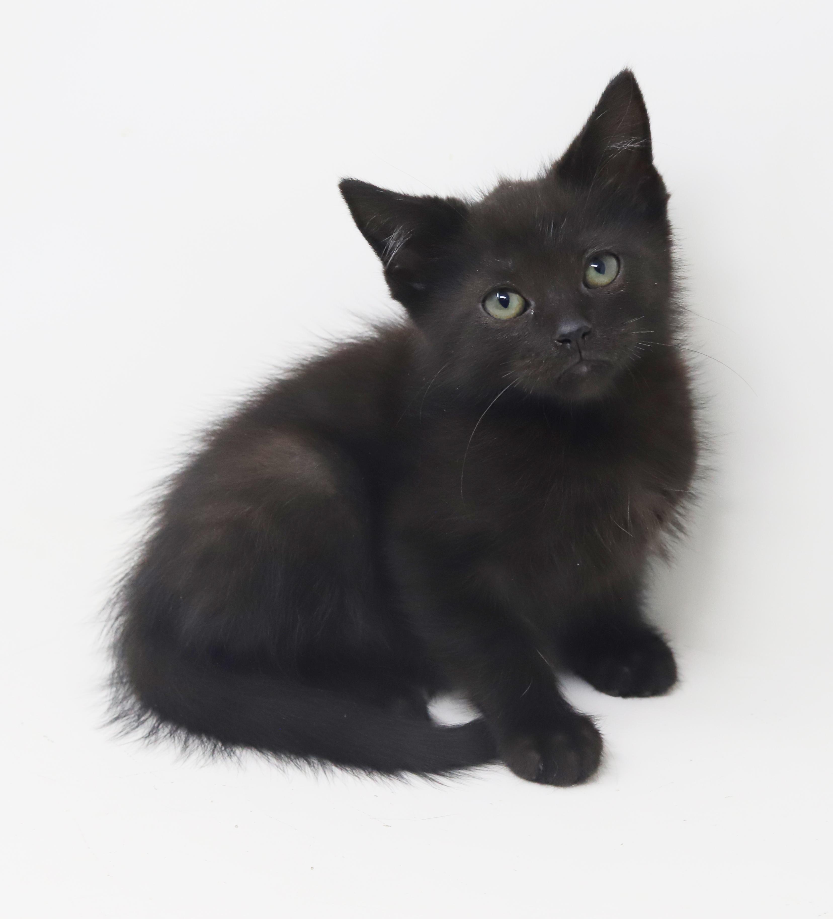 Boo is baby brilliance!  Teeny tiny floofy runt!