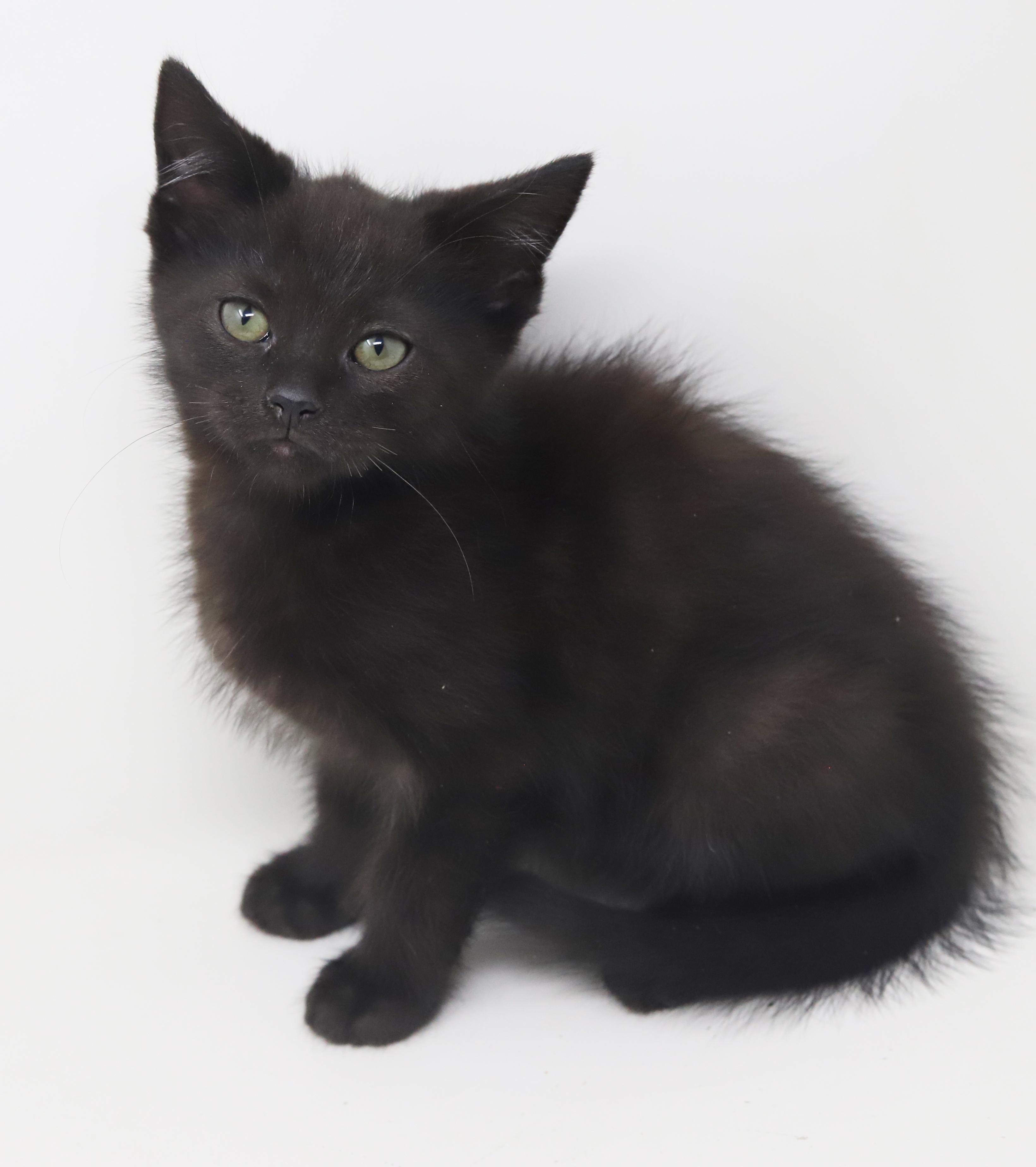 Boo is baby brilliance!  Teeny tiny floofy runt!