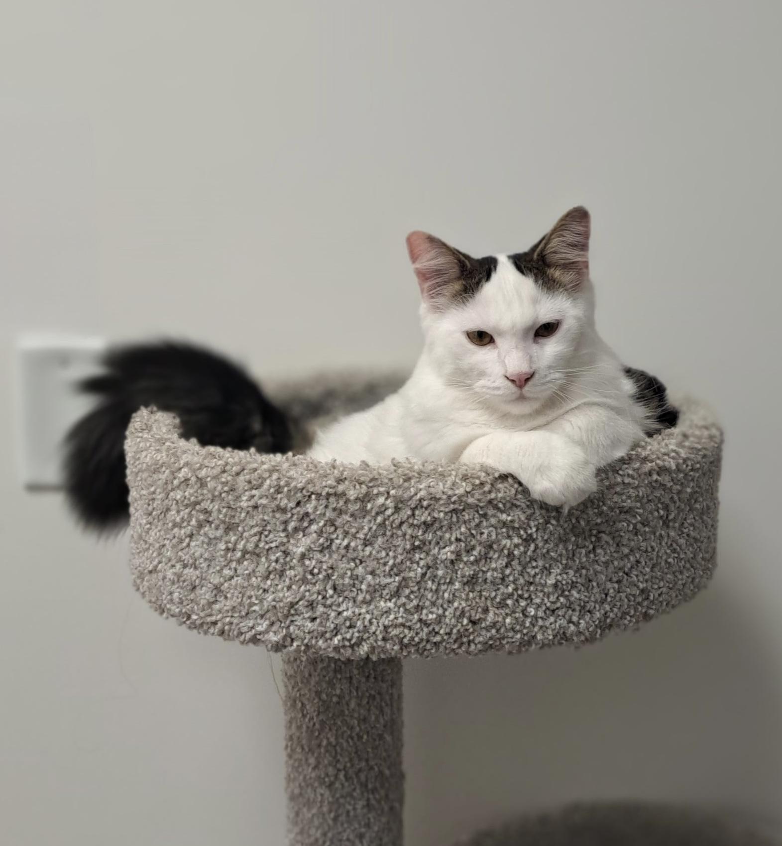 Enlarge Meow, a Adopted Domestic Medium Hair in Pickering, ON image 2/2