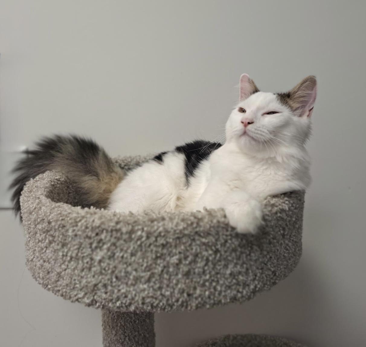 Meow, Adopted, Young Male Domestic Medium Hair.