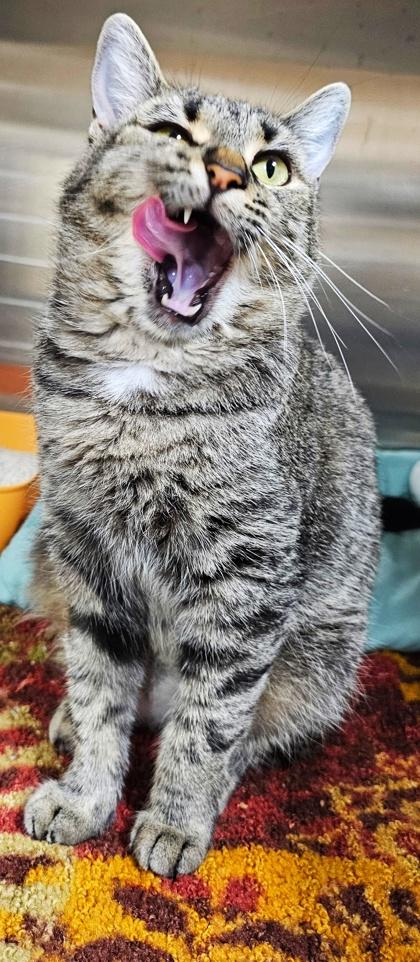 Lynn, Adoptable, Adult Female Domestic Short Hair & Domestic Short Hair.