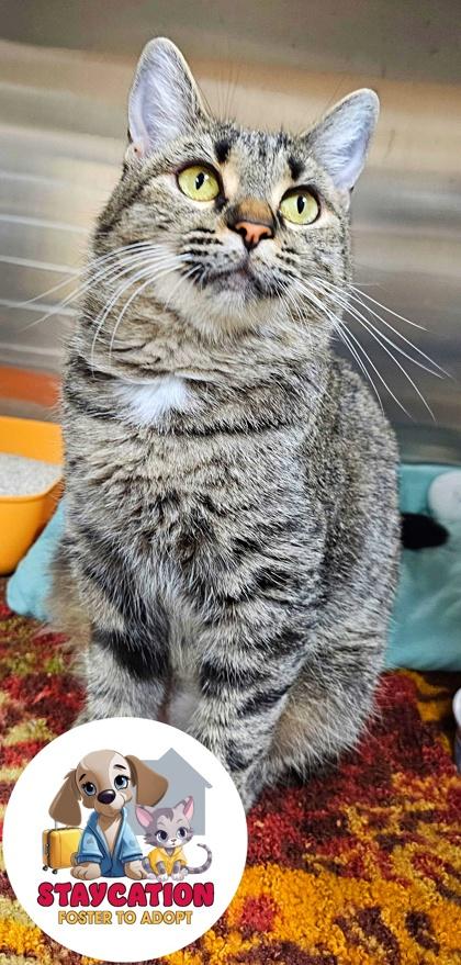 Enlarge Lynn, a Adoptable Domestic Short Hair in Phoenix, AZ image 2/2