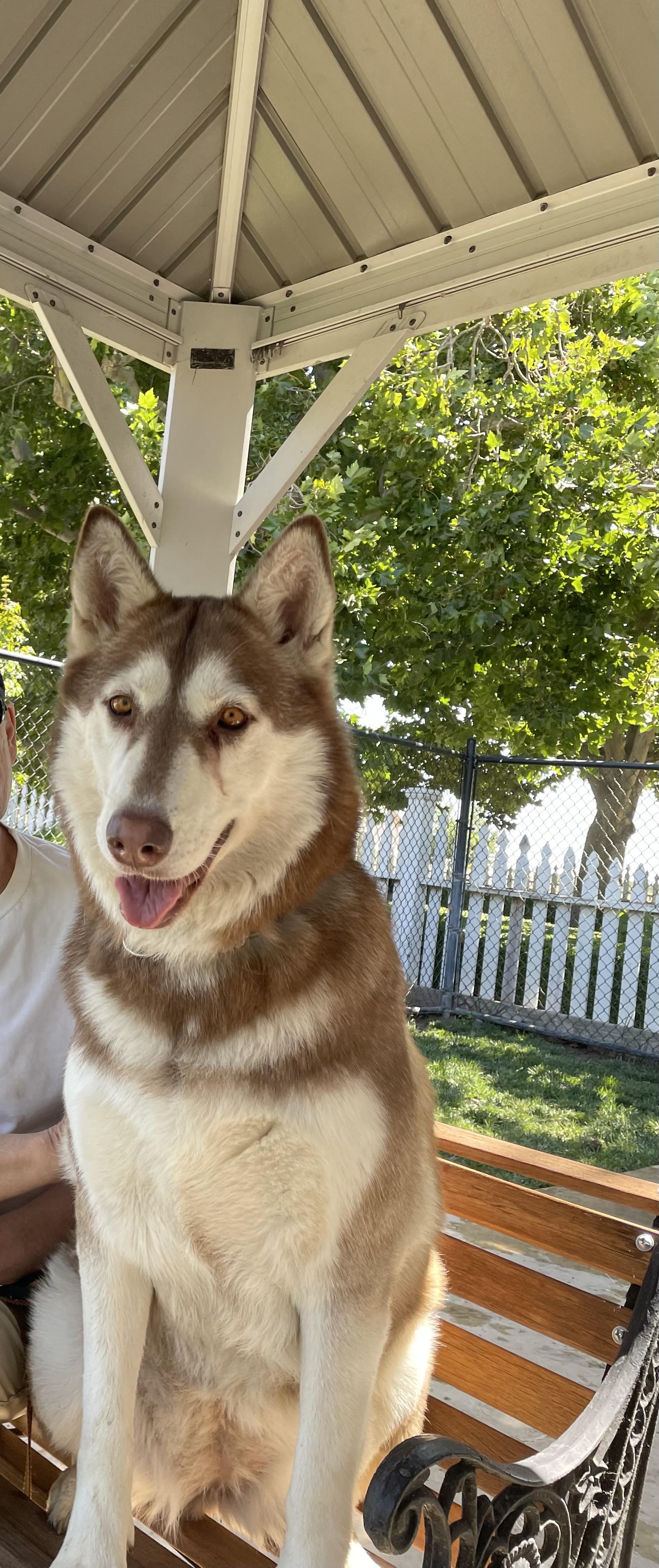 Enlarge Mississippi, a Adoptable Husky in Lodi, CA image 1/5