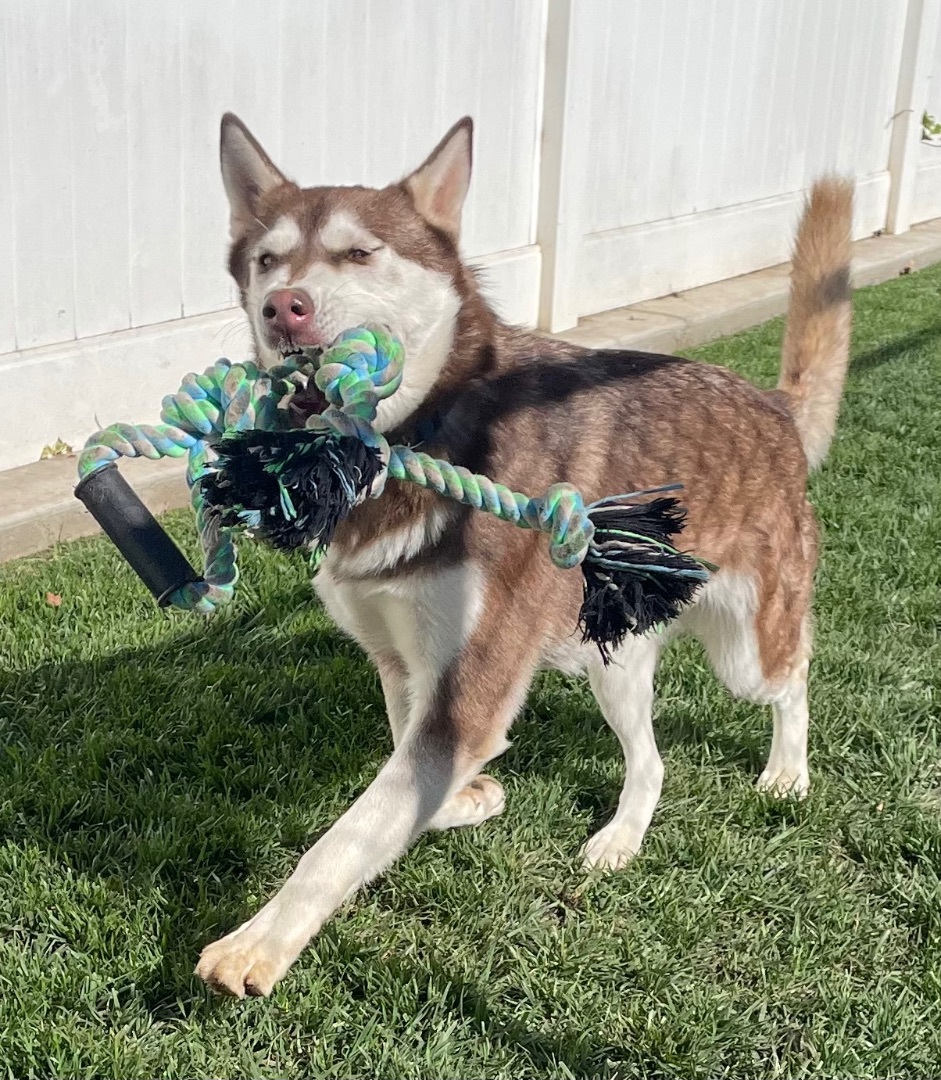 Enlarge Mississippi, a Adoptable Husky in Lodi, CA image 3/5