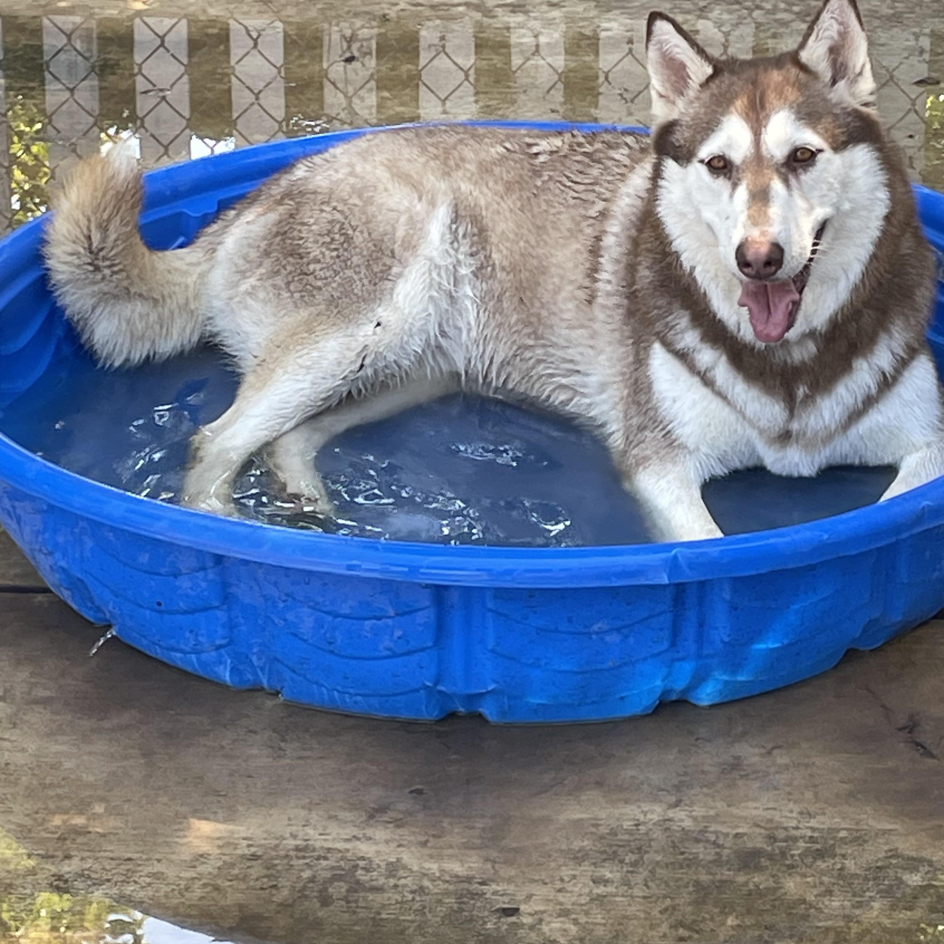 Enlarge Mississippi, a Adoptable Husky in Lodi, CA image 2/5