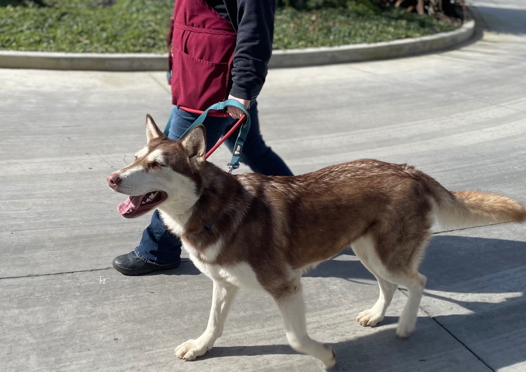 Enlarge Mississippi, a Adoptable Husky in Lodi, CA image 4/5