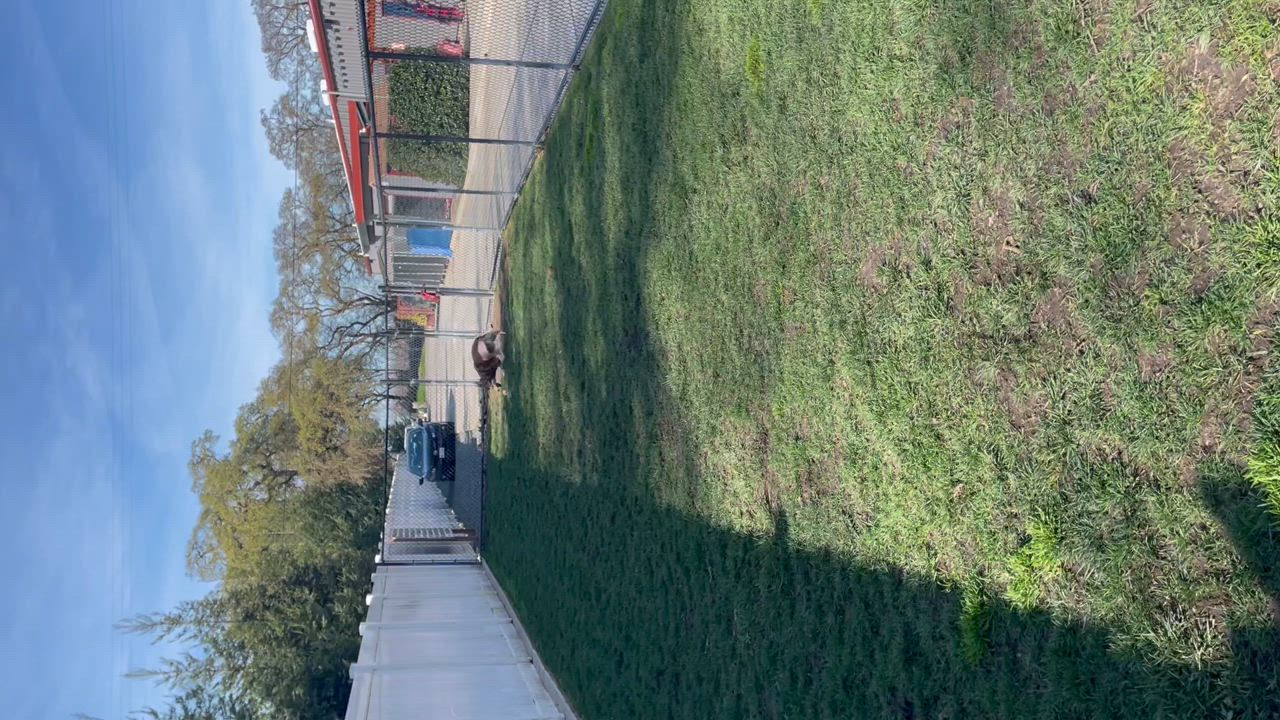 Enlarge Mississippi, a Adoptable Husky in Lodi, CA video 5/5