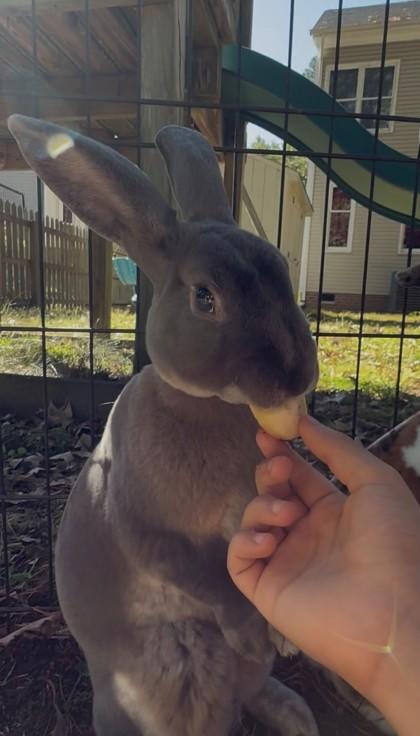 Enlarge Squirrel, a Adoptable mixed breed in Chesapeake, VA image 1/3