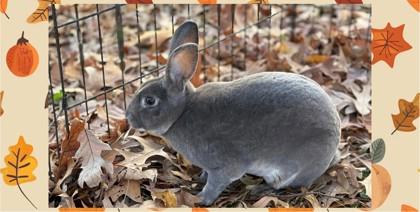 Enlarge Squirrel, a Adoptable mixed breed in Chesapeake, VA image 3/3