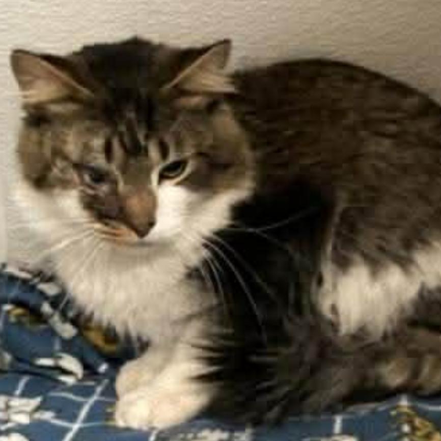 River, Adoptable, Adult Male Domestic Medium Hair.
