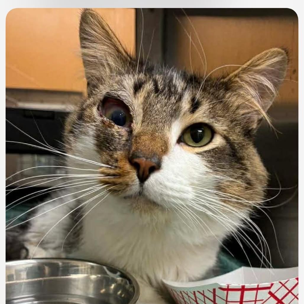 River, a Adoptable Domestic Medium Hair in Granby, MO image 2/3