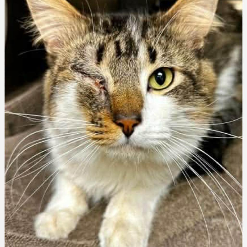 River, a Adoptable Domestic Medium Hair in Granby, MO image 3/3