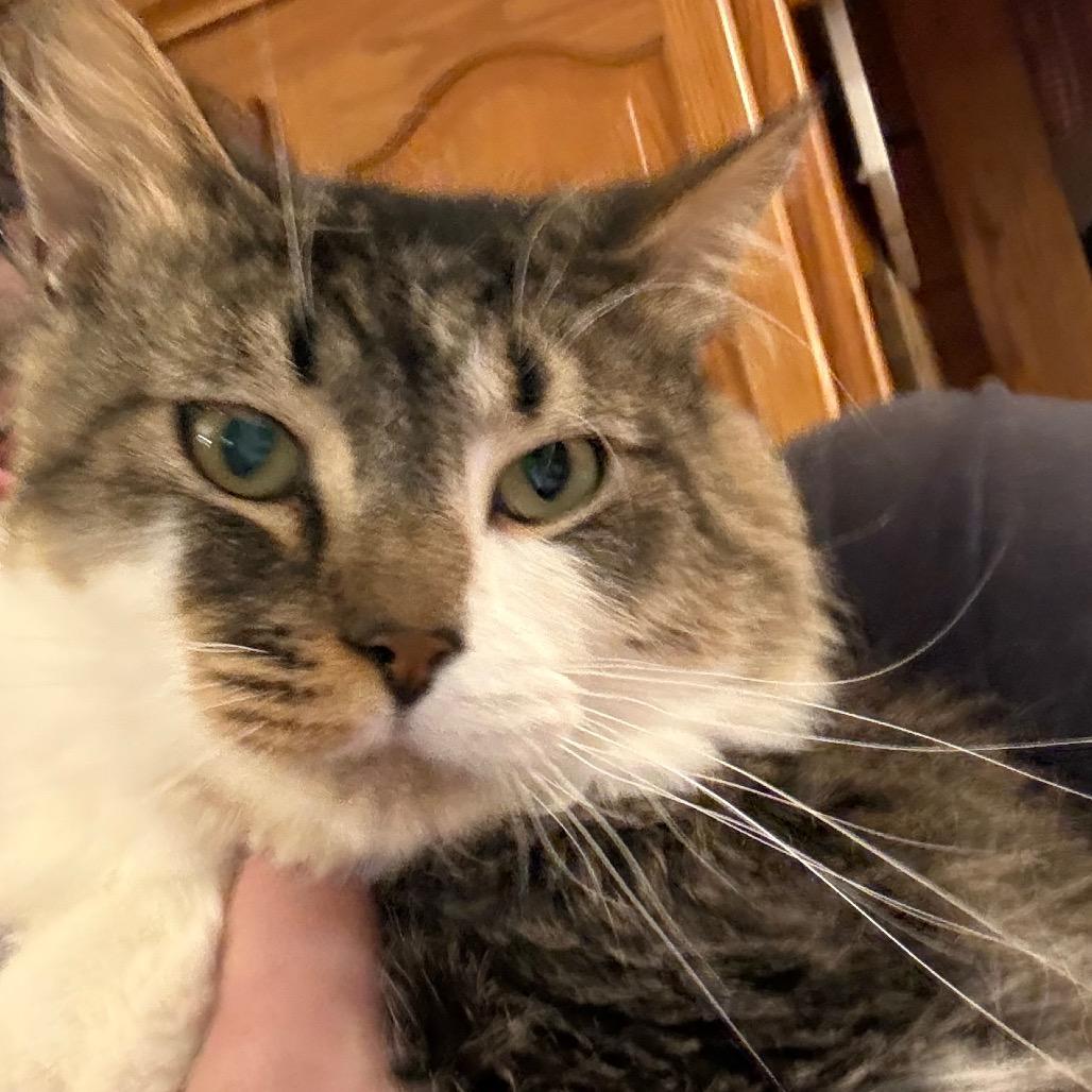Enlarge River, a Adoptable Domestic Medium Hair in Granby, MO image 4/4