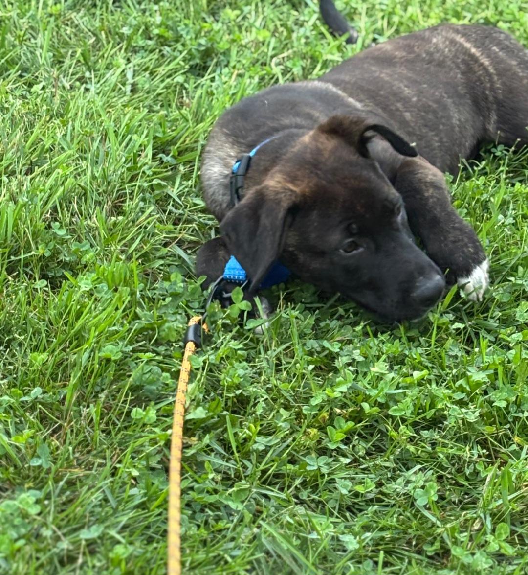 Enlarge Serena, a Adoptable mixed breed in Marengo, IL image 4/6