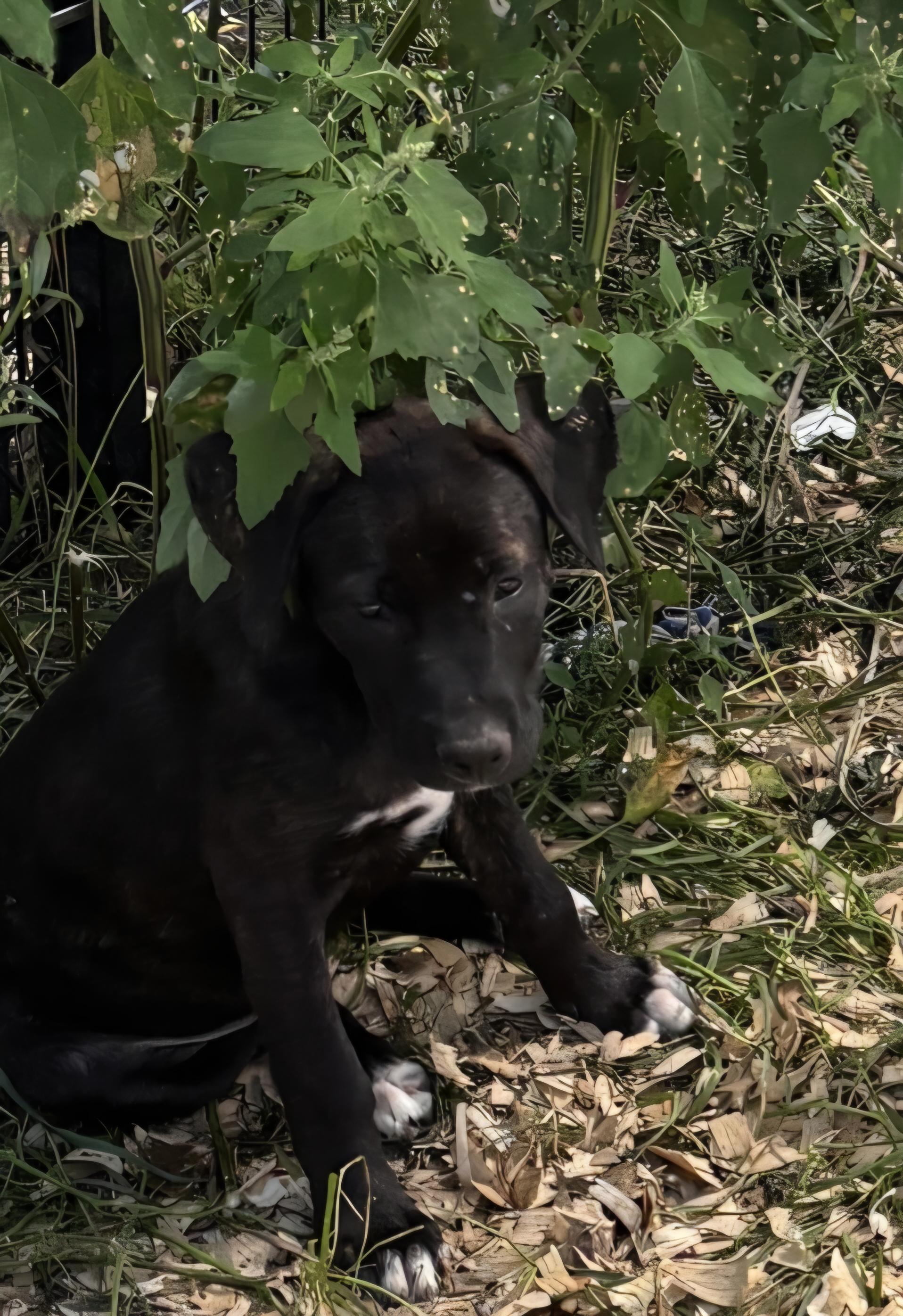 Enlarge Serena, a ADOPTABLE mixed breed in Marengo, IL image 5/6