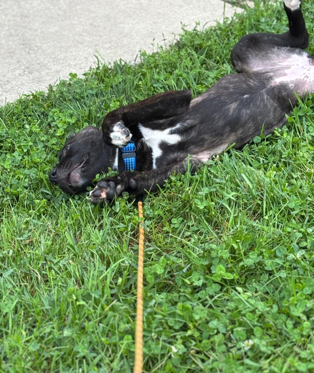 Enlarge Serena, a Adoptable mixed breed in Marengo, IL image 5/6