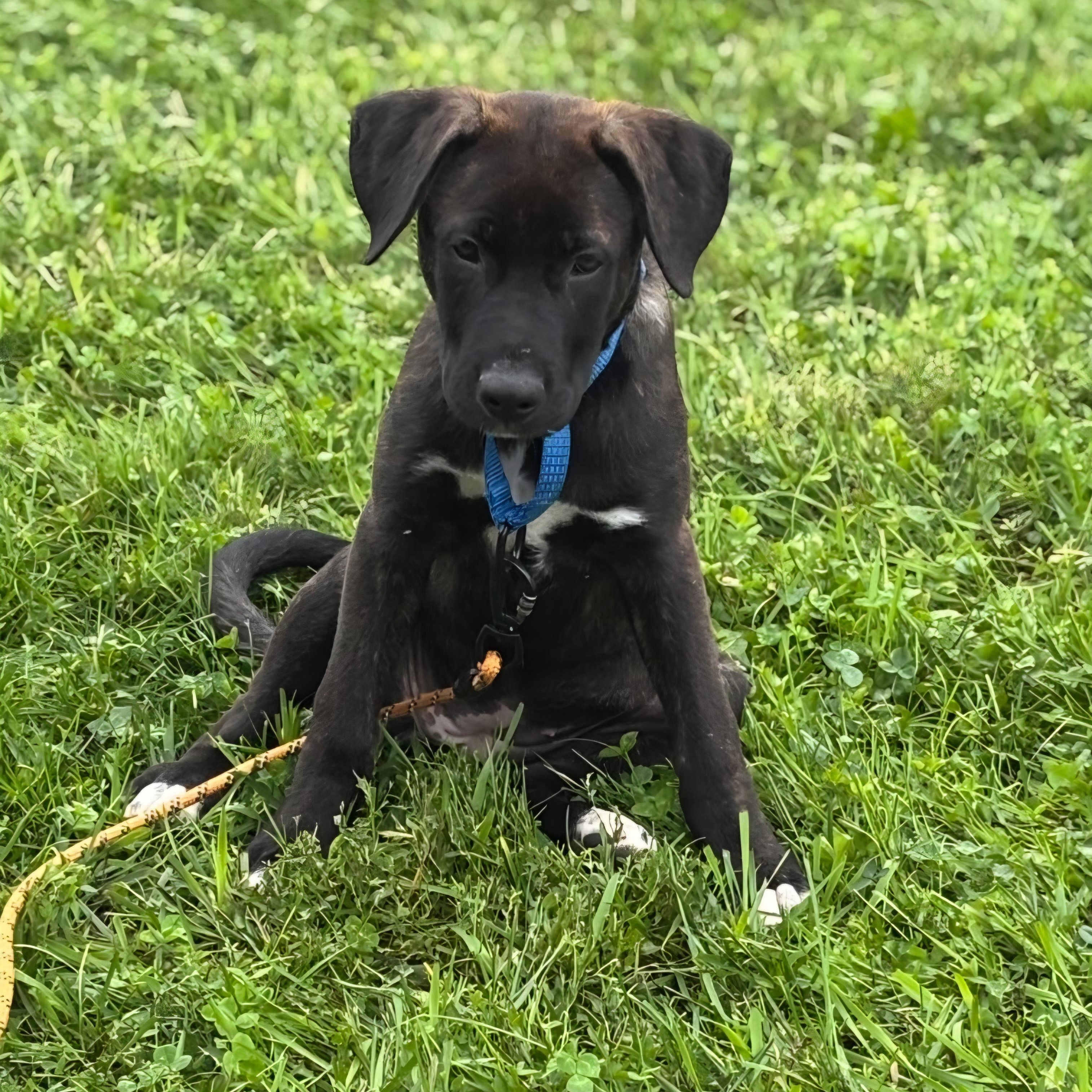 Enlarge Serena, a Adoptable mixed breed in Marengo, IL image 3/6